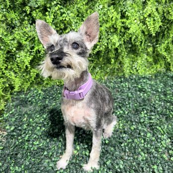 Barkley's Dog Wash - My schnauzer Gidget - Pet Groomers Near Me - Shawnee, Oklahoma Barkley's Dog Wash - My schnauzer Gidget - Pet Groomers Near Me - Shawnee, Oklahoma