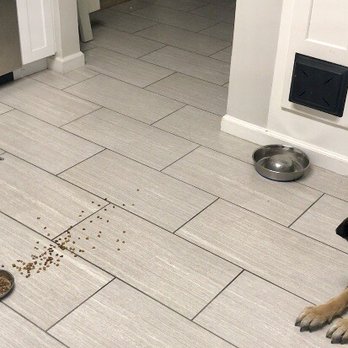 Dairydell Canine Training - Anya responding to "leave it" with spilled cat food. - Pet Training Near Me - Petaluma, California Dairydell Canine Training - Anya responding to "leave it" with spilled cat food. - Pet Training Near Me - Petaluma, California