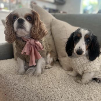 This Must Be The Place - Luna and Isa enjoying time at Kellie's house - Dog Walkers Near Me