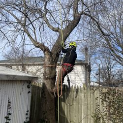 Smart Tree Solutions