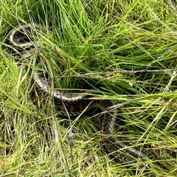 Pacheco State Park - Snake in the grass