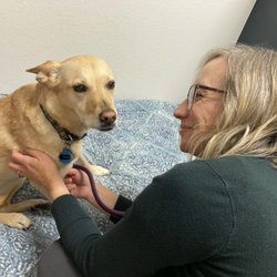 Elevate Pet Wellness - Dr. Jacoby examining our pup.