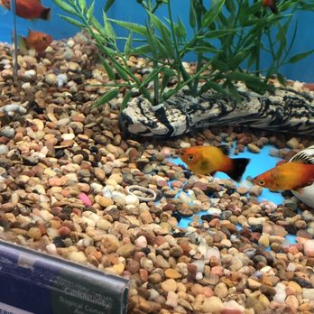 PetSmart - Rubber band - Pet Stores Near Me - Glendora, California PetSmart - Rubber band - Pet Stores Near Me - Glendora, California