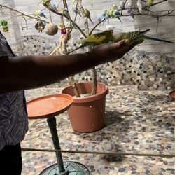 Blue Zoo - Bird encounter