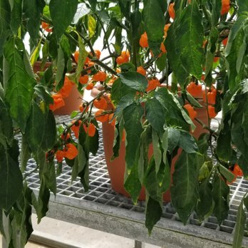 Tabasco - Specialty Food Near Me - Avery Island, Louisiana