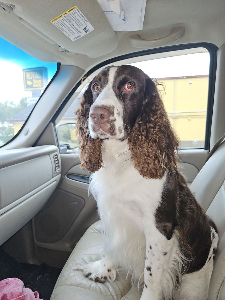 PETSENSE Updated June 2024 11 Photos 1547 Freeway Dr, Reidsville