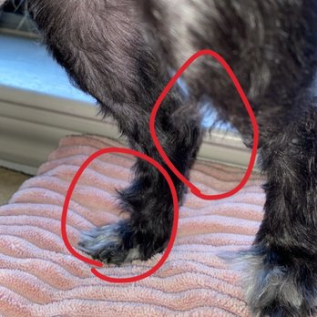 Petco - Back legs with long hair missed - Pet Stores Near Me - Dallas, Texas