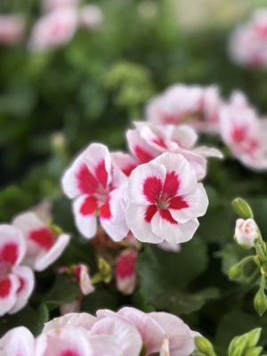 Piedmont Triad Farmers Market by null