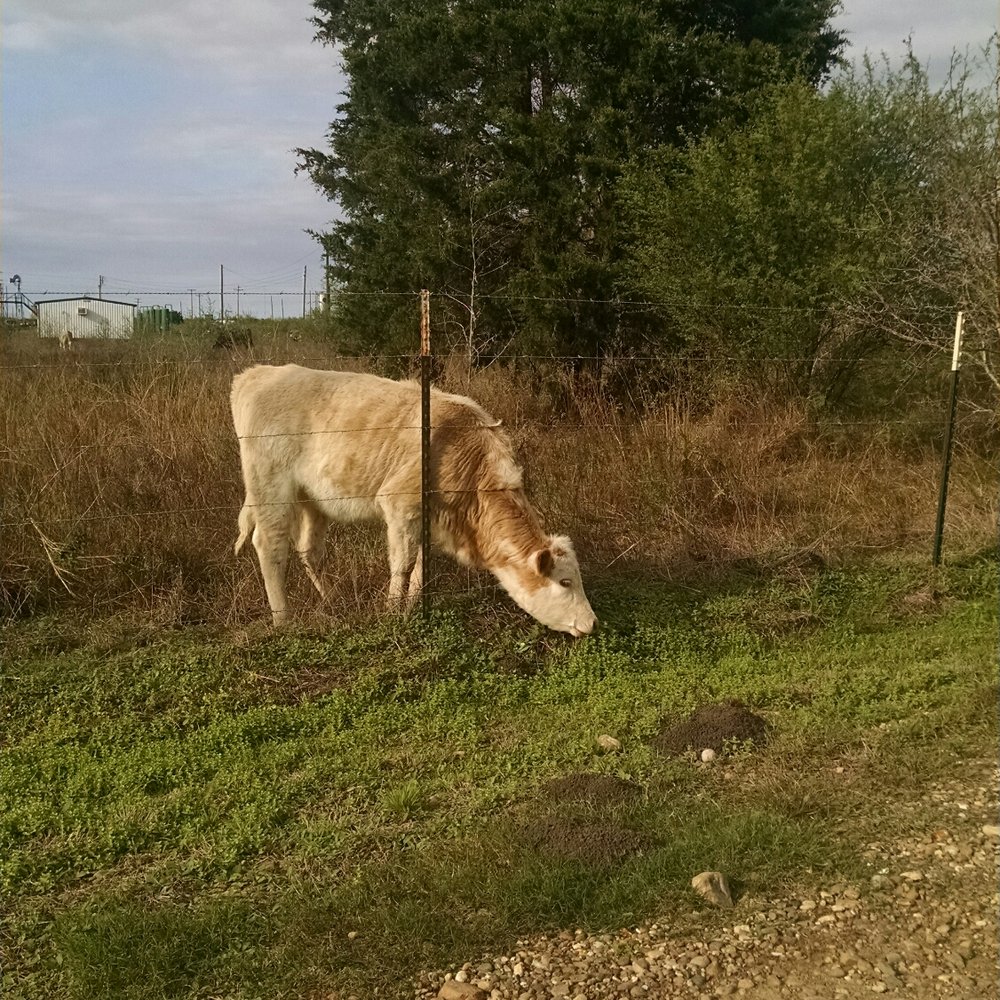 Yes....the grass IS greener on the other side...at Southbound 59 RV Park!! Yes....the grass IS greener on the other side...at Southbound 59 RV Park!!