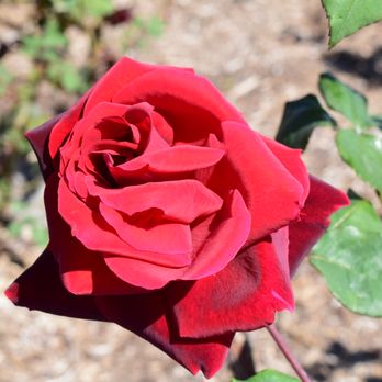 The Flower Fields - Quite a Rose! - Venues & Event Spaces Near Me - Carlsbad, California The Flower Fields - Quite a Rose! - Venues & Event Spaces Near Me - Carlsbad, California