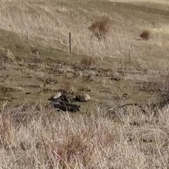 7U Ranch - These pastured pigs are healthy clean and will produce  excellent tasting pork! - Meat Shops Near Me - Lucile, Idaho