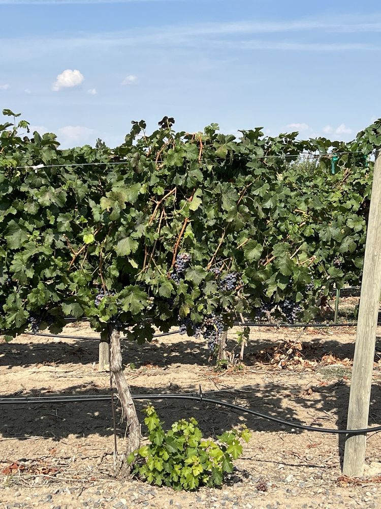 Parma Ridge Winery Logo