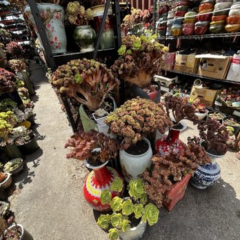 Four Seasons Succulents - Crested Aeoniums!!! - Nurseries & Gardening Near Me - San Leandro, California Four Seasons Succulents - Crested Aeoniums!!! - Nurseries & Gardening Near Me - San Leandro, California