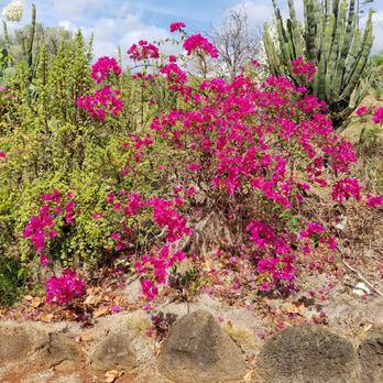 Diamond Head Theatre - Bougainvillea - Performing Arts Near Me - Honolulu, Hawaii Diamond Head Theatre - Bougainvillea - Performing Arts Near Me - Honolulu, Hawaii