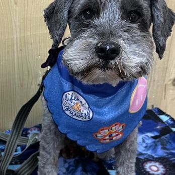 Pretty Smart Pet Services - The great great Gatsby, all groomed up for the fall. - Pet Training Near Me Pretty Smart Pet Services - The great great Gatsby, all groomed up for the fall. - Pet Training Near Me