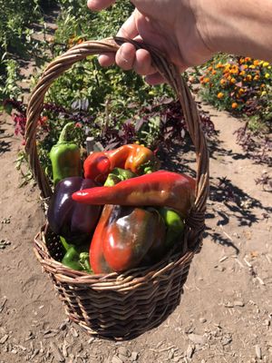 Well Rooted Farms by null