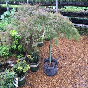 Quality Landscape & Garden Center - Japanese maple - Nurseries & Gardening Near Me - Olive Branch, Mississippi Quality Landscape & Garden Center - Japanese maple - Nurseries & Gardening Near Me - Olive Branch, Mississippi