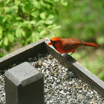 Wildwood Park - Cardinal! - Parks Near Me - Harrisburg, Pennsylvania Wildwood Park - Cardinal! - Parks Near Me - Harrisburg, Pennsylvania