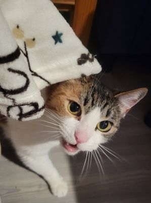 The Pets Inn Hotel Boutique for Dogs & Cats