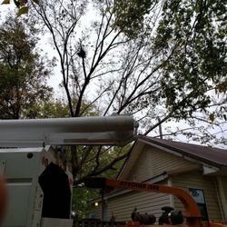 Arbor Tree - Large tree that was removed from a roof