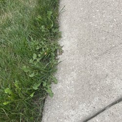 Naturescape - Even more weeds along sidewalk