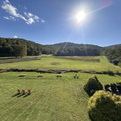 Loving Cup Vineyard & Winery