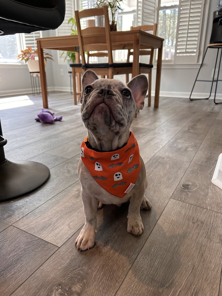 SUGAR SWEET PUPPIES Updated October 2024 13 Photos 1848