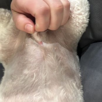 Dream Pet Grooming - Pet Groomers Near Me - Irvine, California Dream Pet Grooming - Pet Groomers Near Me - Irvine, California