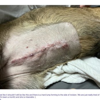 VCA Arbor Animal Hospital - 08/13 30 days post-op #2 + context - Veterinarians Near Me - Austin, Texas VCA Arbor Animal Hospital - 08/13 30 days post-op #2 + context - Veterinarians Near Me - Austin, Texas