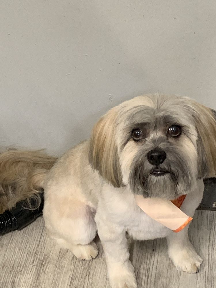 WOOF PACK PET SPA Updated October 2024 510 N 4th St, Coeur d'Alene