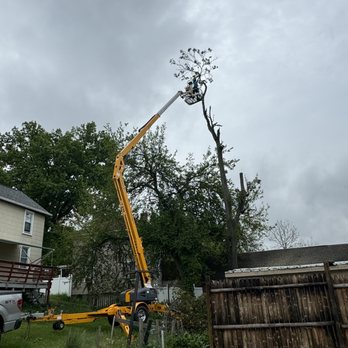 Tovar Tree Services - Tovar Tree Services taking down a hollow tree. - Tree Services Near Me