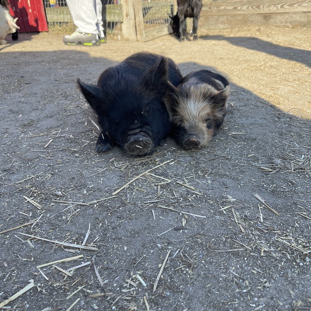 Pigs from the petting zoo