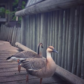 Denver Zoo - 'Standing on one foot' competition - Zoos Near Me - Denver, Colorado