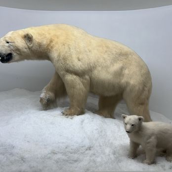 Mammoth Cave Wildlife Museum - Polar bears - Museums Near Me - Cave City, Kentucky Mammoth Cave Wildlife Museum - Polar bears - Museums Near Me - Cave City, Kentucky