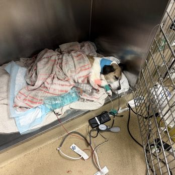 Mission Veterinary Emergency & Specialty - Emergency Pet Hospital Near Me - Mission, Kansas