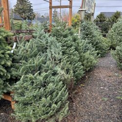 Schedeen Farms - Christmas tree lot