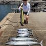 Siren Sportfishing