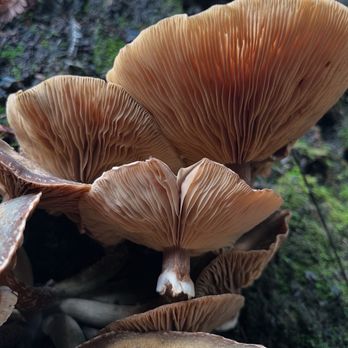 Butano State Park - Parks Near Me - Pescadero, California
