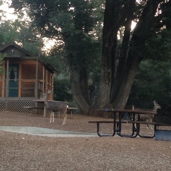 William Heise County Park - Deers in the am - Campgrounds Near Me - Julian, California William Heise County Park - Deers in the am - Campgrounds Near Me - Julian, California