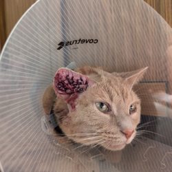 Salty Paws Veterinary Hospital - Stitches after draining ear and removing ineffective tube