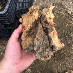 Kaweah General Store - ROTTEN, WET FIREWOOD UNACCEPTABLE $10 a bundle!!