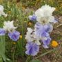 Dry Creek Garden