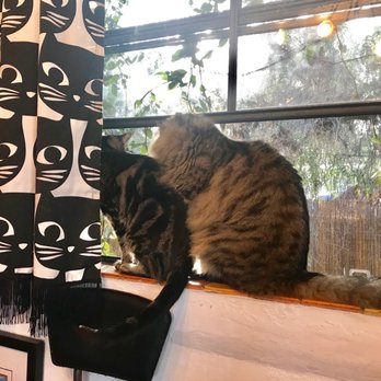 San Diego Cat bnb - Pet Boarding Near Me - San Diego, California San Diego Cat bnb - Pet Boarding Near Me - San Diego, California
