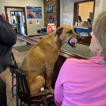 Highside Brewing - Meet Stella! - Brewpubs Near Me - Fairplay, Colorado