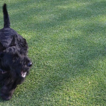Smart Dog Dallas - Pet Training Near Me - Dallas, Texas Smart Dog Dallas - Pet Training Near Me - Dallas, Texas