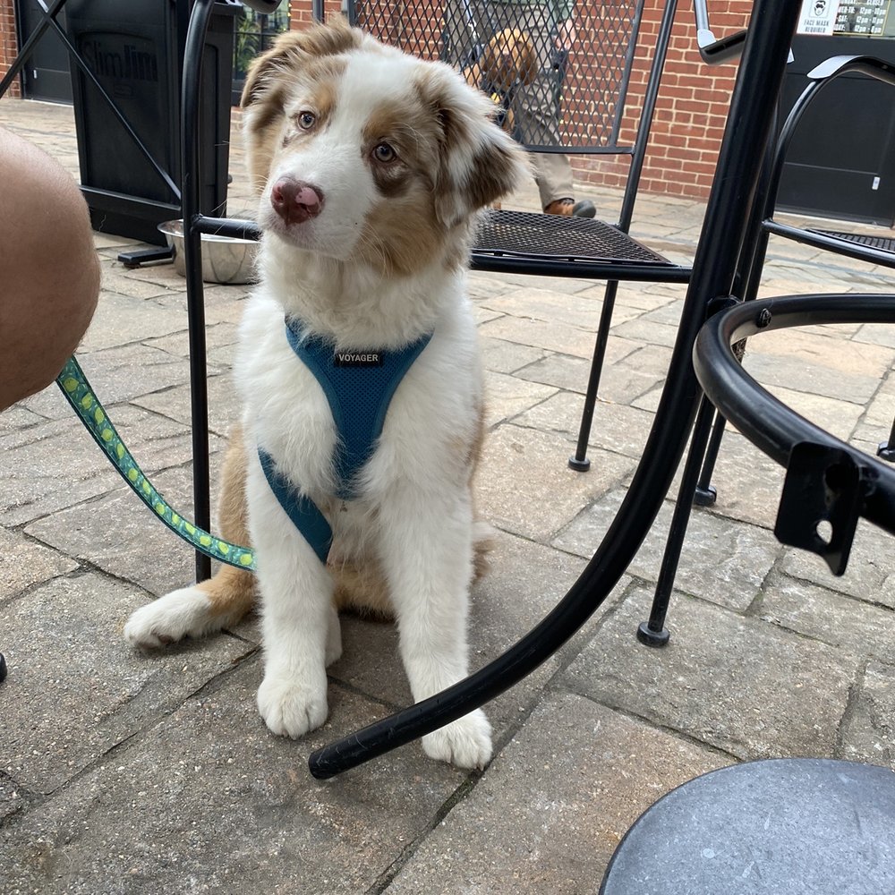 Idiom Brewing - Breweries Near Me - Frederick, Maryland