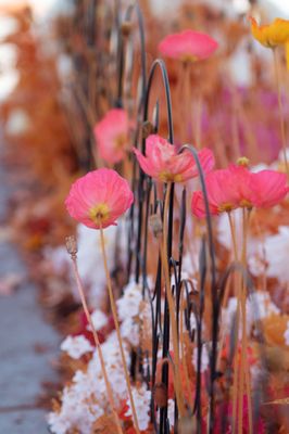 By the Teashore by null