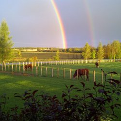 Farm Queen Foods - Cows on a grass