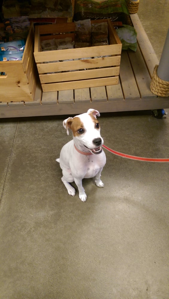 HAPPY HEALTHY CREATURES 7971 N Woodrow St, Irmo, South Carolina Pet