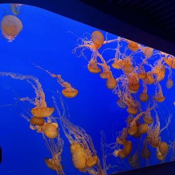Monterey Bay Aquarium - Aquariums Near Me - Monterey, California Monterey Bay Aquarium - Aquariums Near Me - Monterey, California